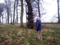 Regulating trees